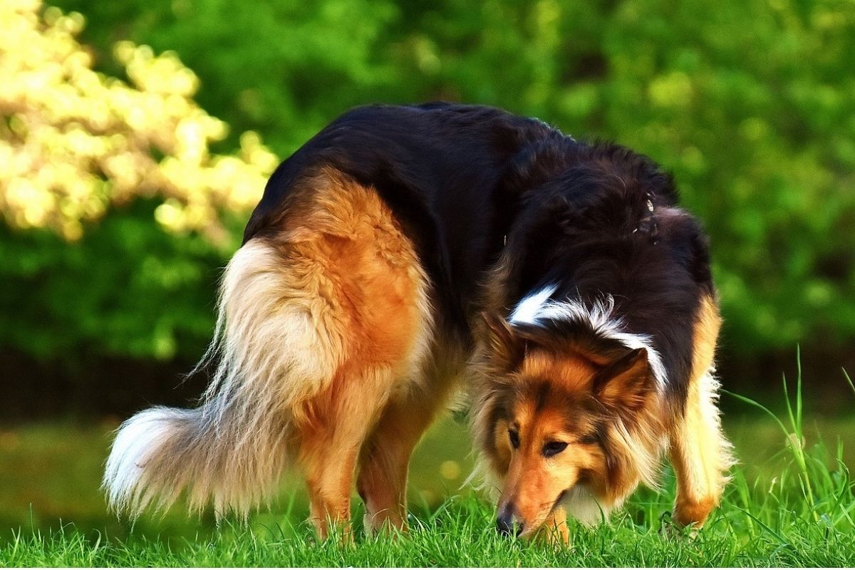 Perché il pelo del cane si alza sulla schiena?