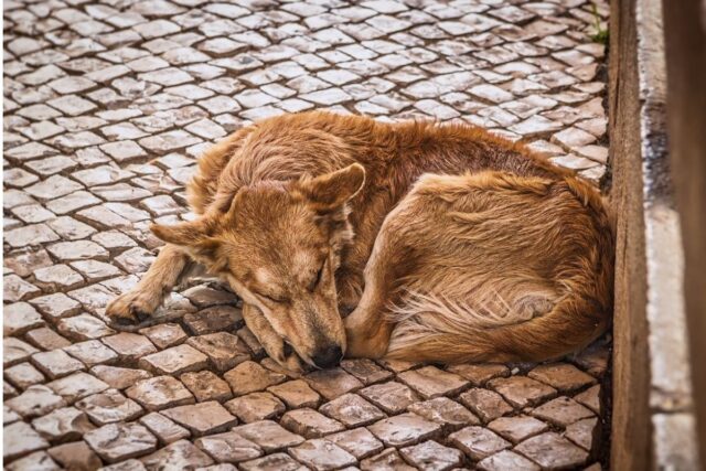 Pelo Del Cane Si Alza Sulla Schiena Che Significa