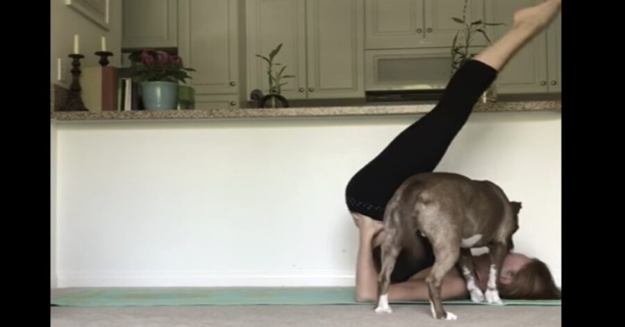 ballerina disturbata dal cane mentre fa yoga