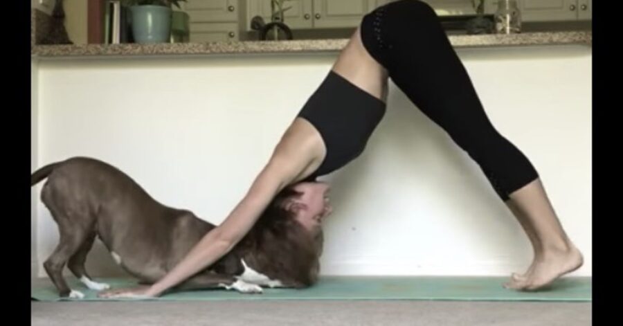 ballerina fa yoga e il cane la bacia