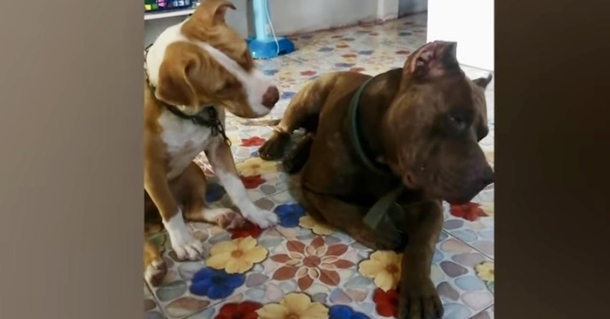 Dei simpatici cuccioli di Pitbull reagiscono così all’ascoltare il miagolio di un gatto (VIDEO)