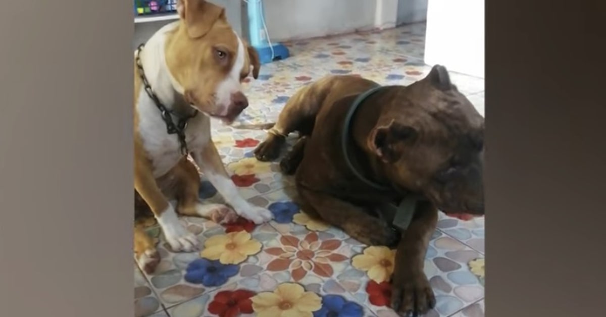 Pitbull muovono testa per miagolio gatto