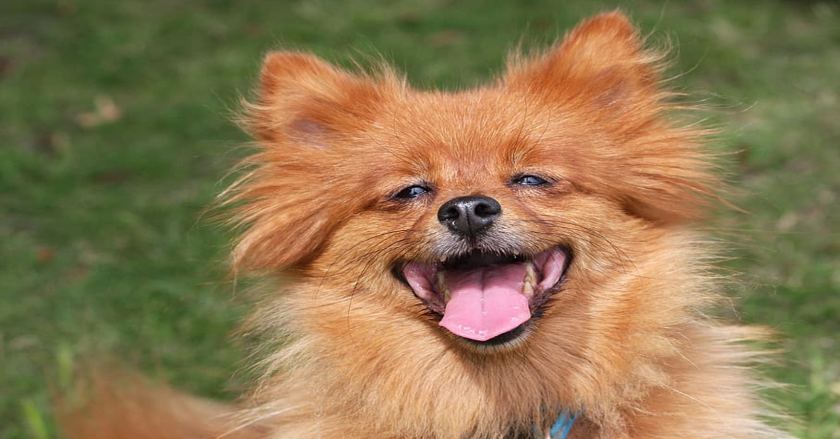 Un cucciolo di Pomerania non vuole che nessuno tocchi il suo cocco (VIDEO)