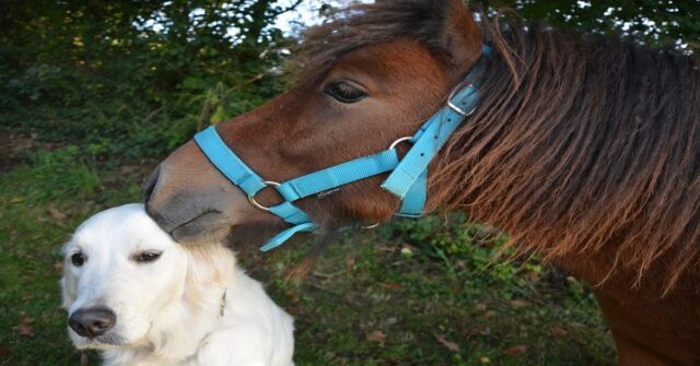 Pepper, un cucciolo di Golden Retriever, si fa leccare la testa dal suo amico pony (VIDEO)