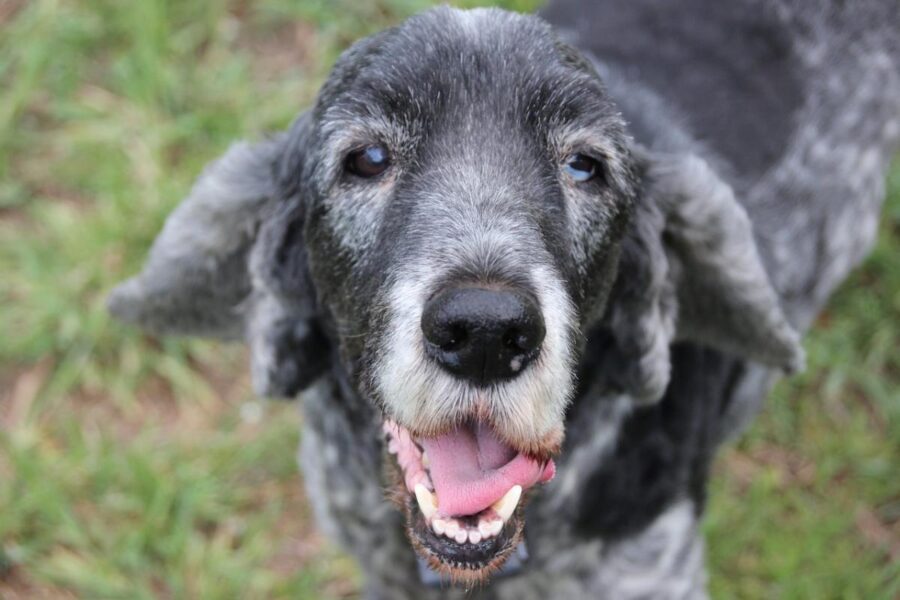 cane molto anziano