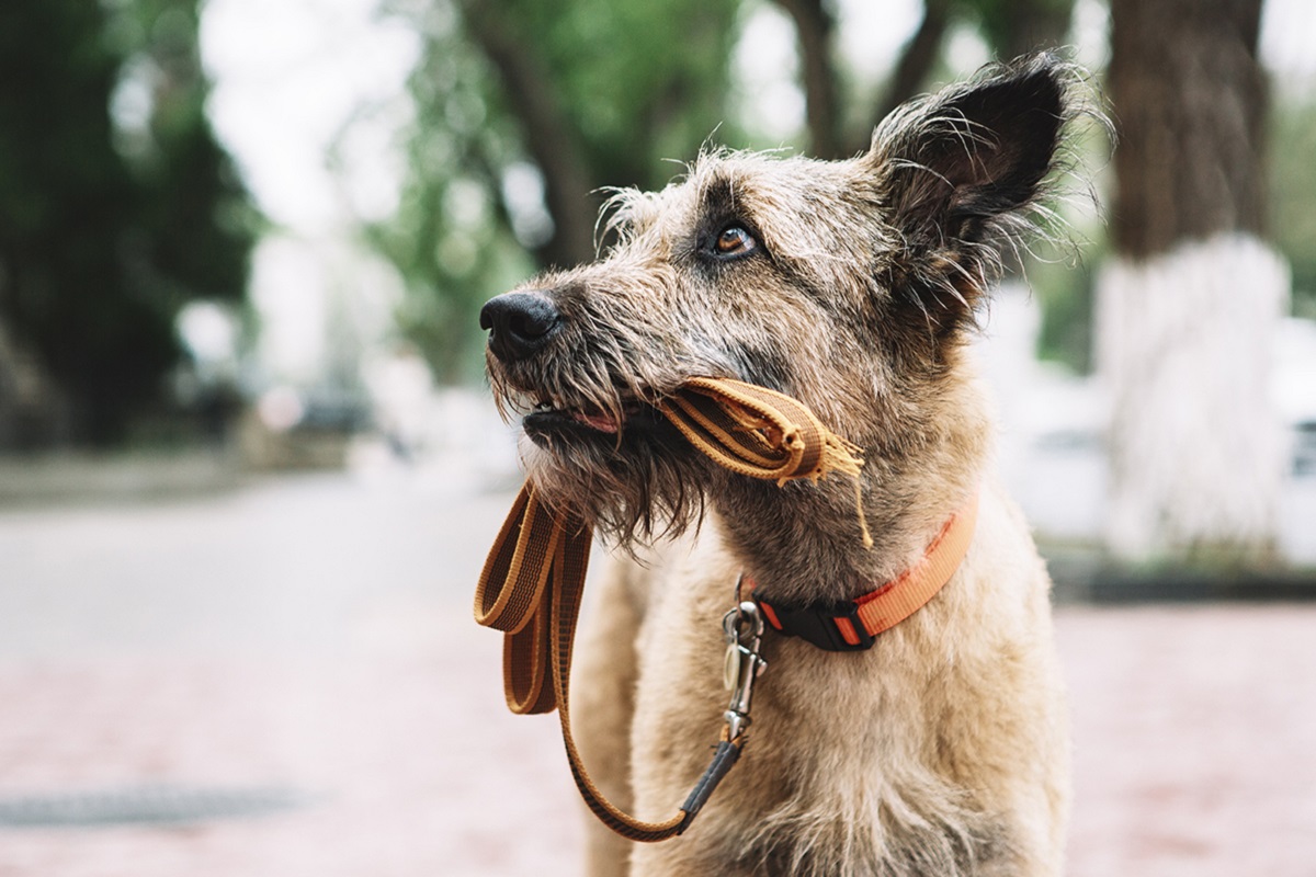 cane con l guinzaglio in bocca