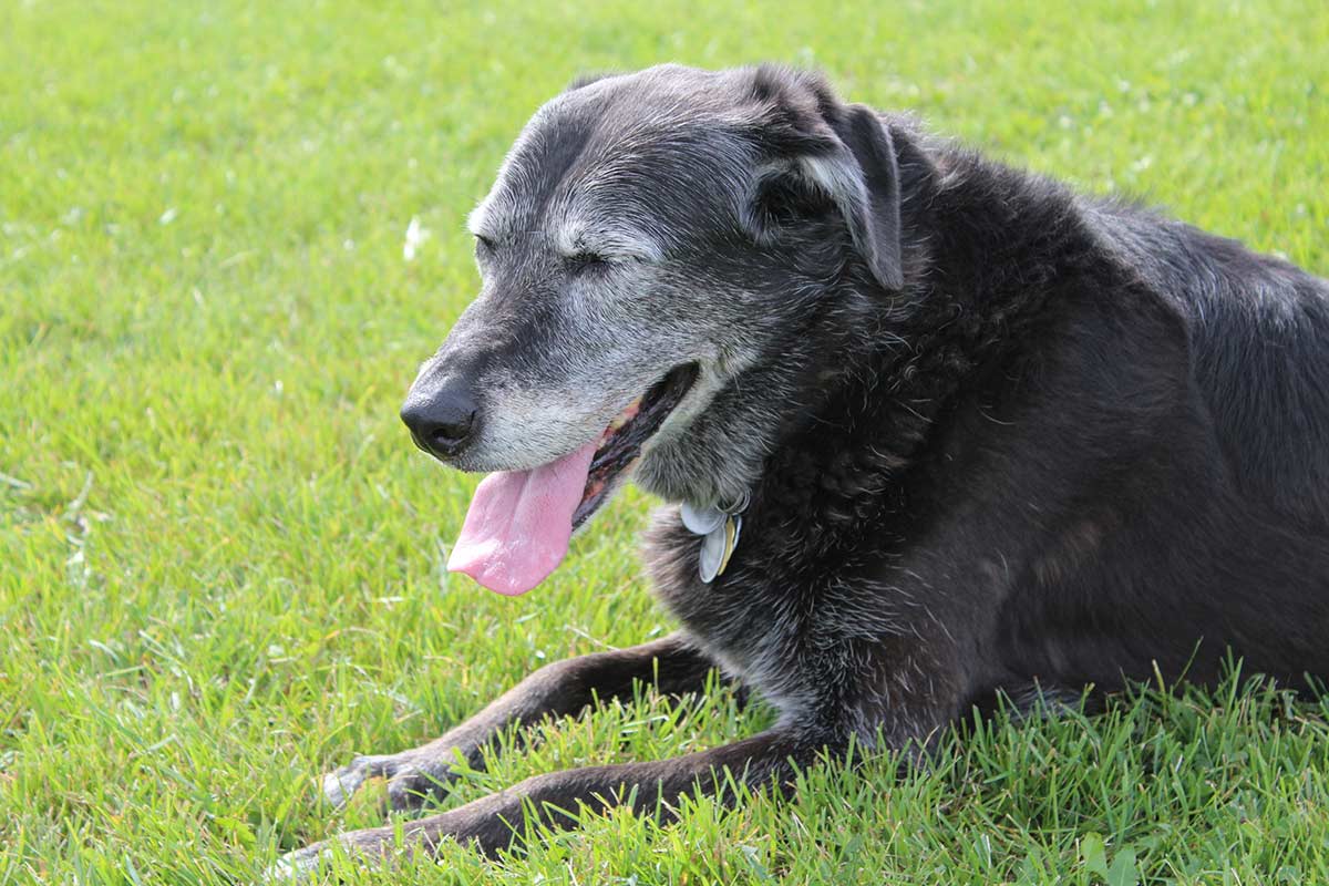 cane anziano sull'erba