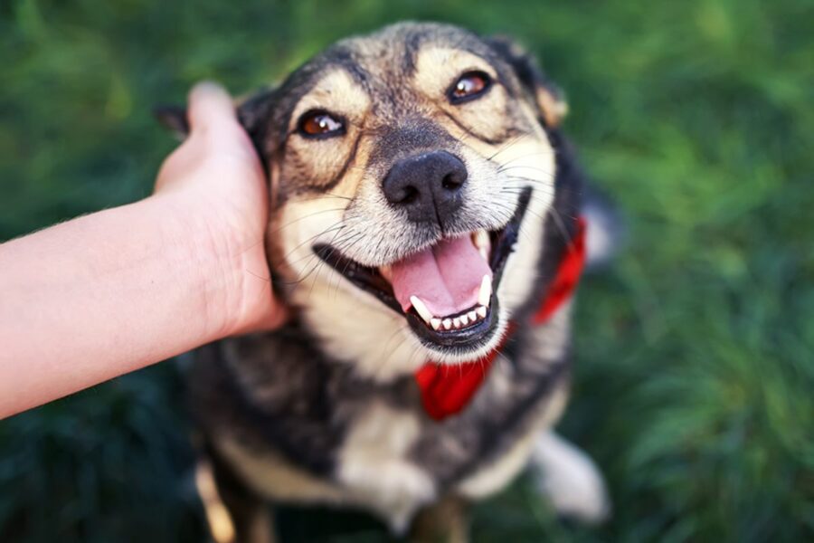 cane felice di avere coccole