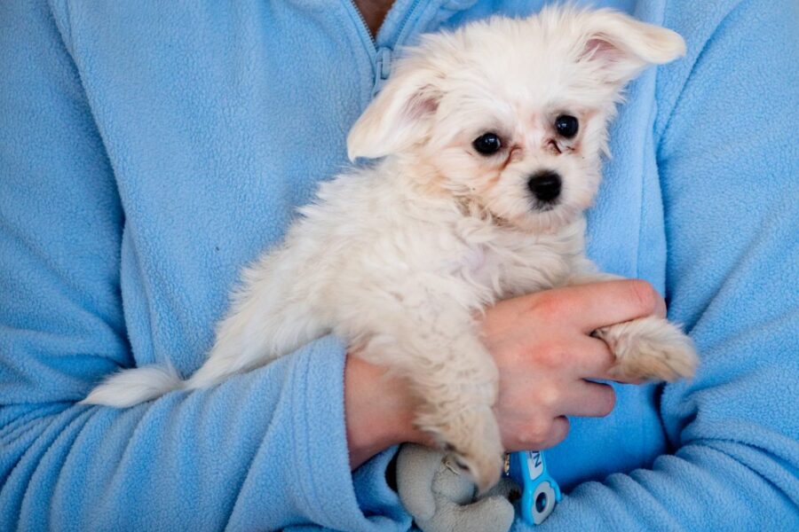 tenere in braccio il cane