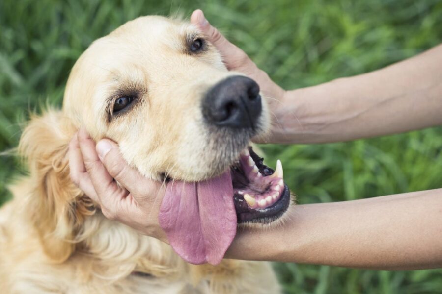 accarezzare un cane sul muso