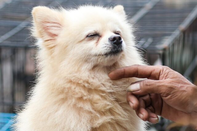 Quanto coccolare il cane per farlo stare bene senza però viziarlo?