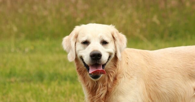 Questo cucciolo Golden Retriever impazzisce per il “gioco della salsiccia”, il video