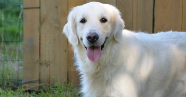 Questo cucciolo Golden Retriever sa come ottenere coccole, il video