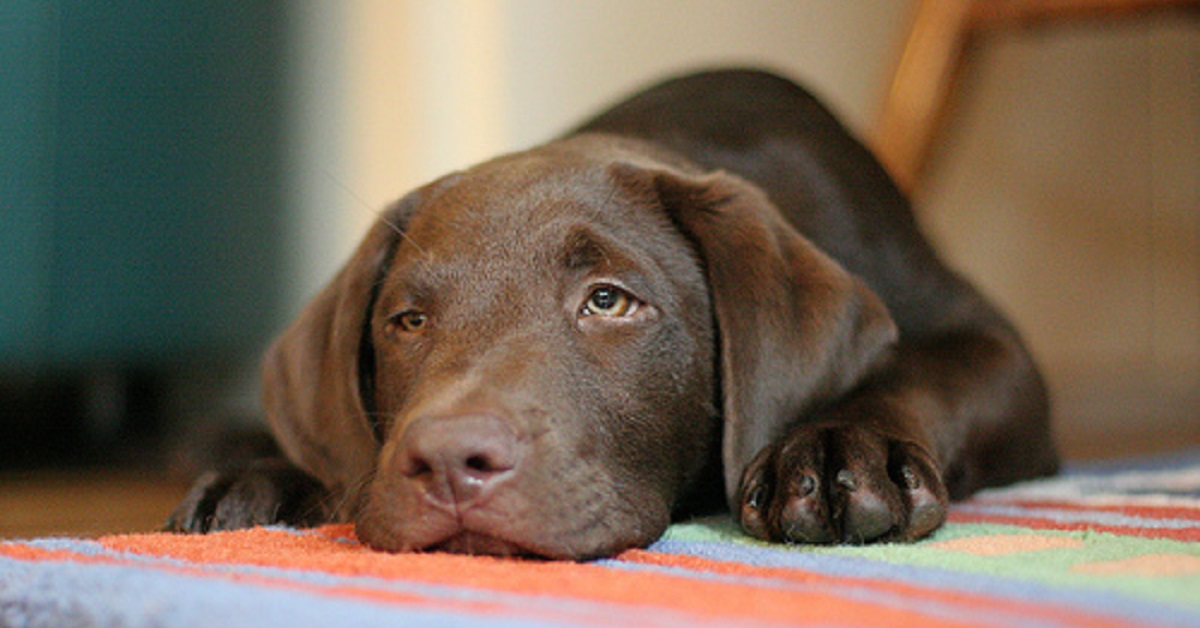 Questo cucciolo Labrador è la sveglia mattutina più efficace di sempre, il buffo video ne è la conferma