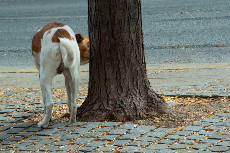 cane annusa il punto per fare pipì