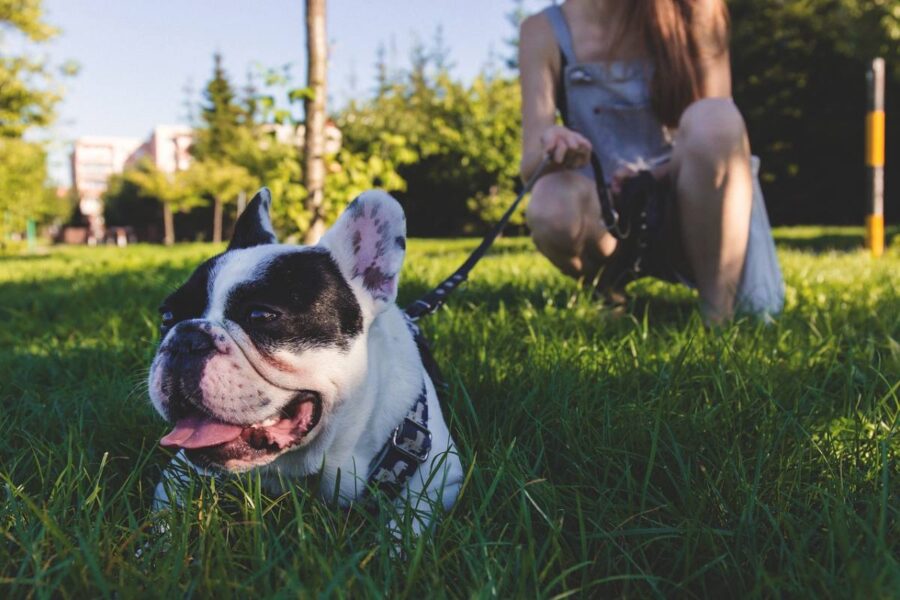 passeggiata con il cane di taglia piccola