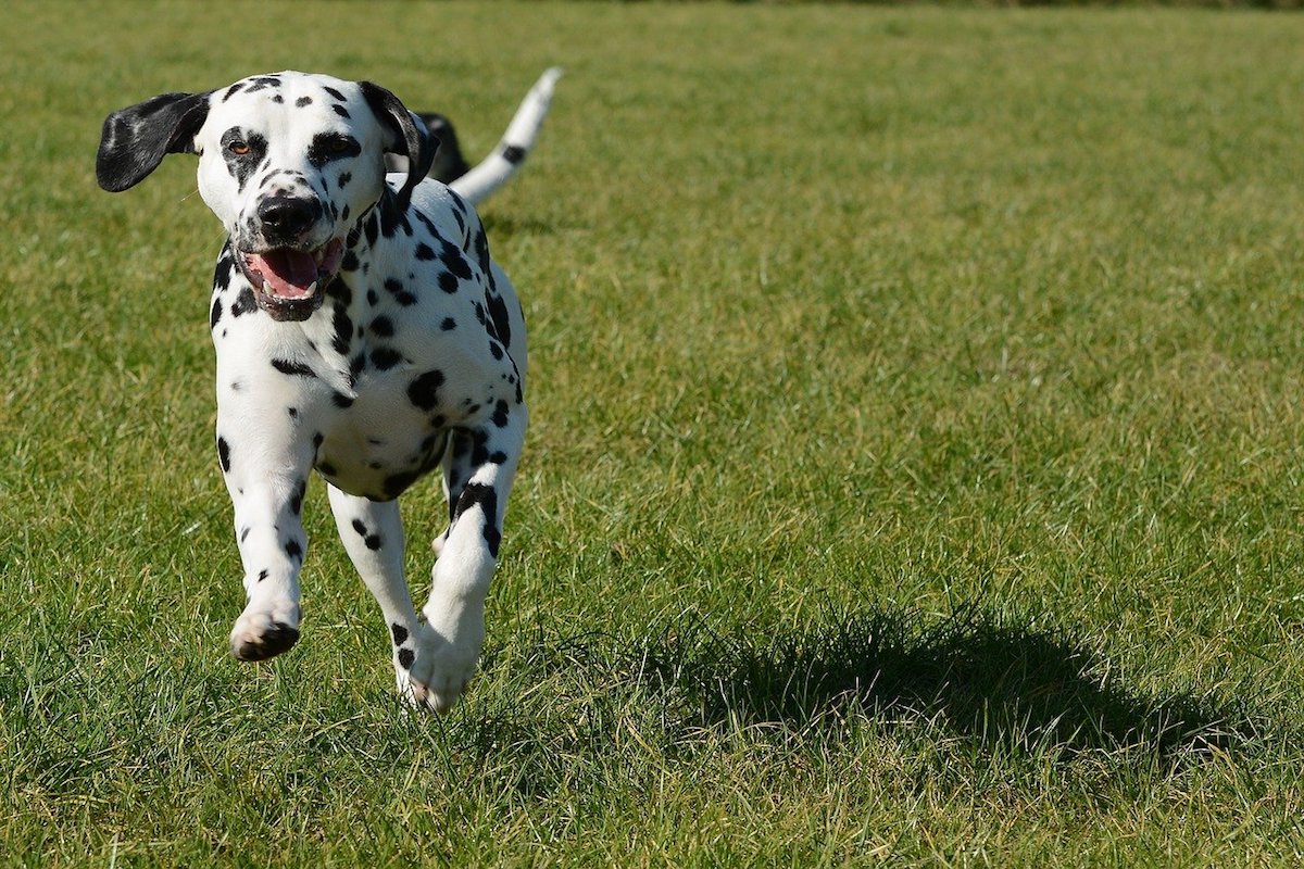 dalmata si diverte