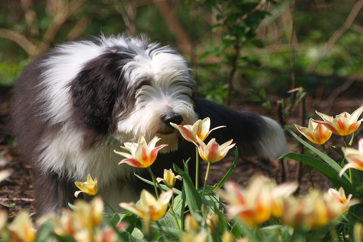 cagnolone peloso