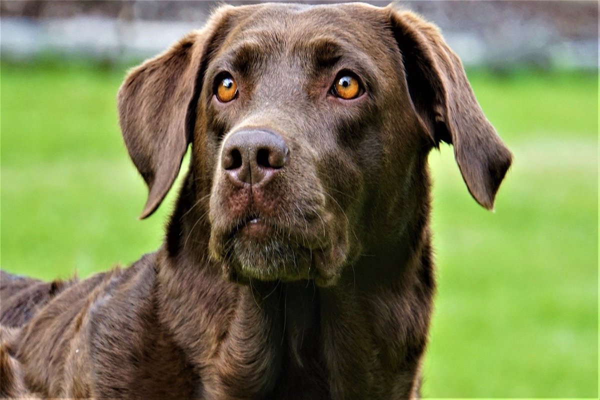 labrador color cioccolato