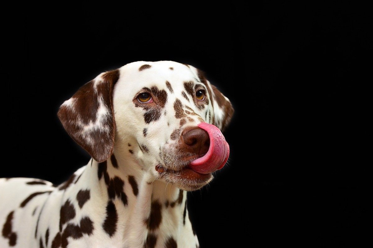 10 razze di cani che vanno d’accordo con il Dalmata