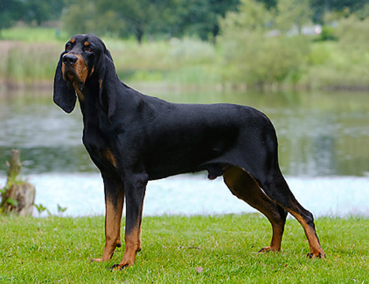 Cane Black and Tan Coonhound