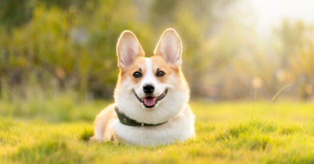 Razze di cani con orecchie buffe: le più carine