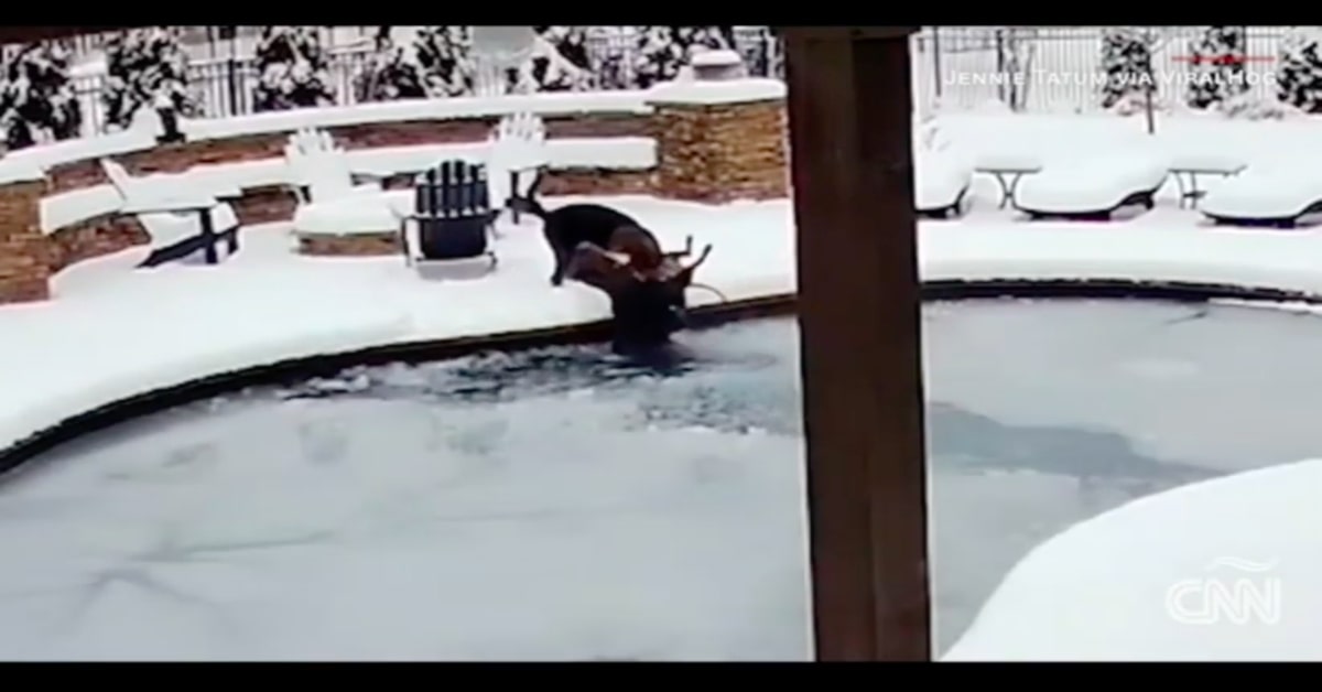 Il salvataggio del cucciolo di cane Sid, caduto accidentalmente in una piscina congelata (VIDEO)
