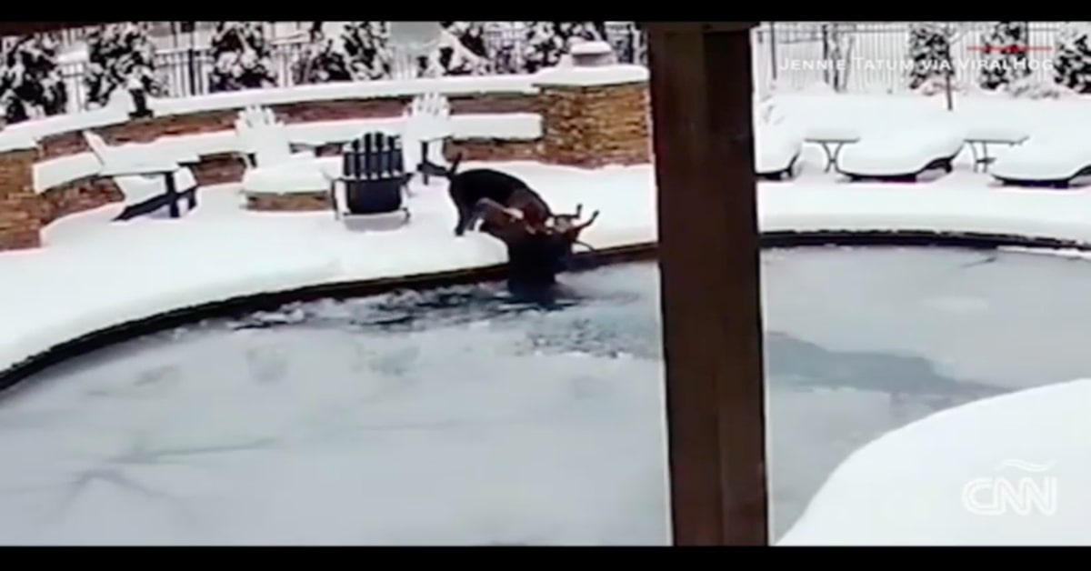Sid estratto vivo da piscina ghiacciata 