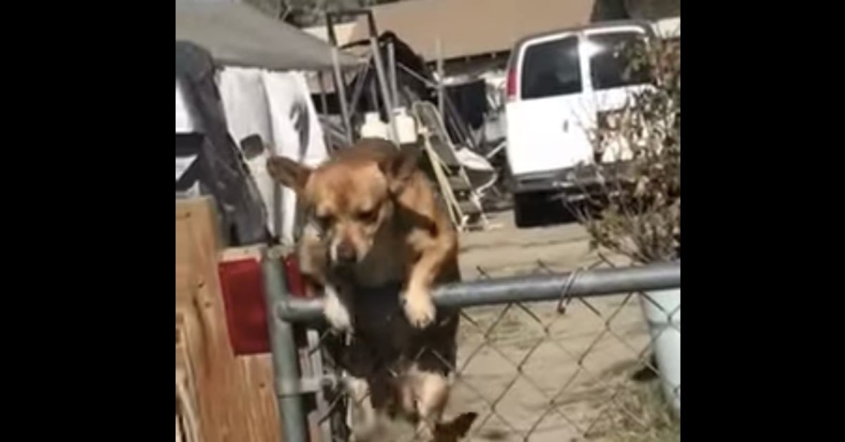 Spider-Dog esiste: un cucciolo di cane dimostra la sua abilità nello scalare una rete (VIDEO)