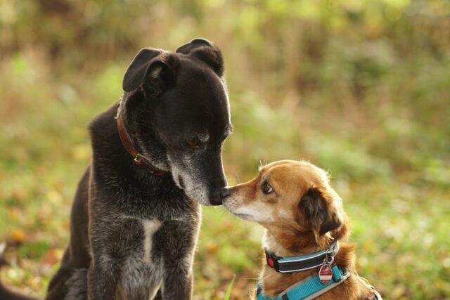 Sterilizzazione chimica del cane: in cosa consiste e quando farla?