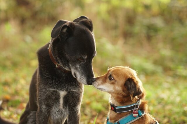 Sterilizzazione chimica del cane: in cosa consiste e quando farla?