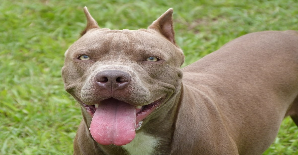 Tarzan, un cucciolo di Pitbull randagio riceve per la prima volta una carezza e commuove la rete (VIDEO)