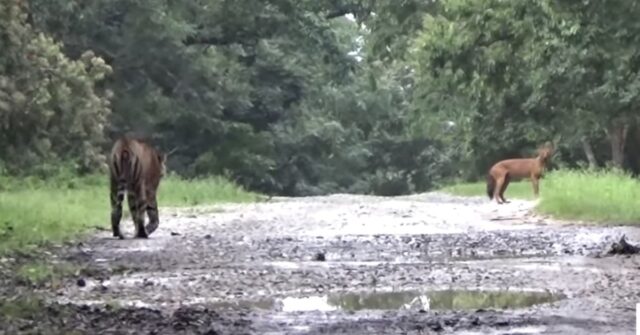L’incontro fra una tigre e un cucciolo di cane termina in una forma inaspettata (VIDEO)