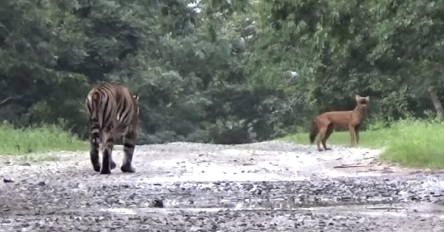 In India una tigre insegue un cane