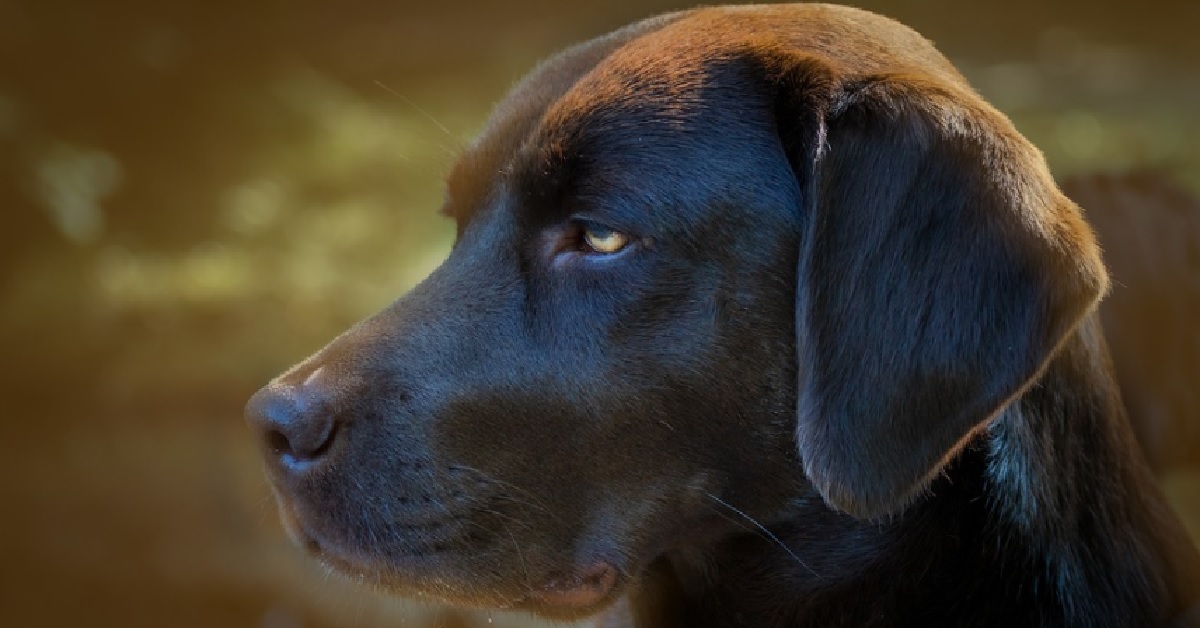 Un cucciolo Labrador Retriever fa la piacevole conoscenza di un cervo, il video