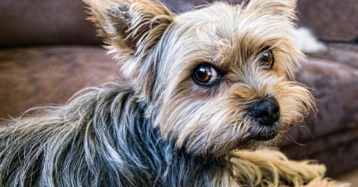 Un cucciolo Yorkshire Terrier è geloso del proprietario, il video è stupendo