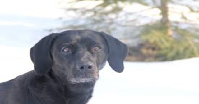 Un anziano e il suo cucciolo di cane si divertono con una sorta di altalena (VIDEO)