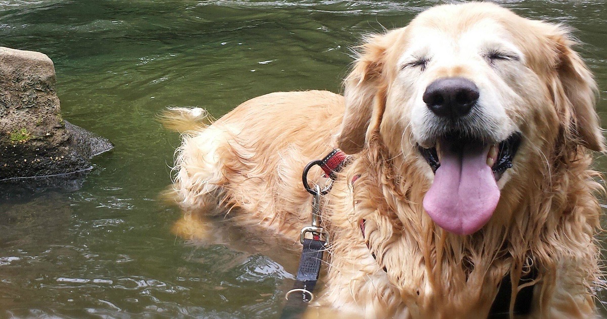 vivere con un Golden Retriever-Acqua