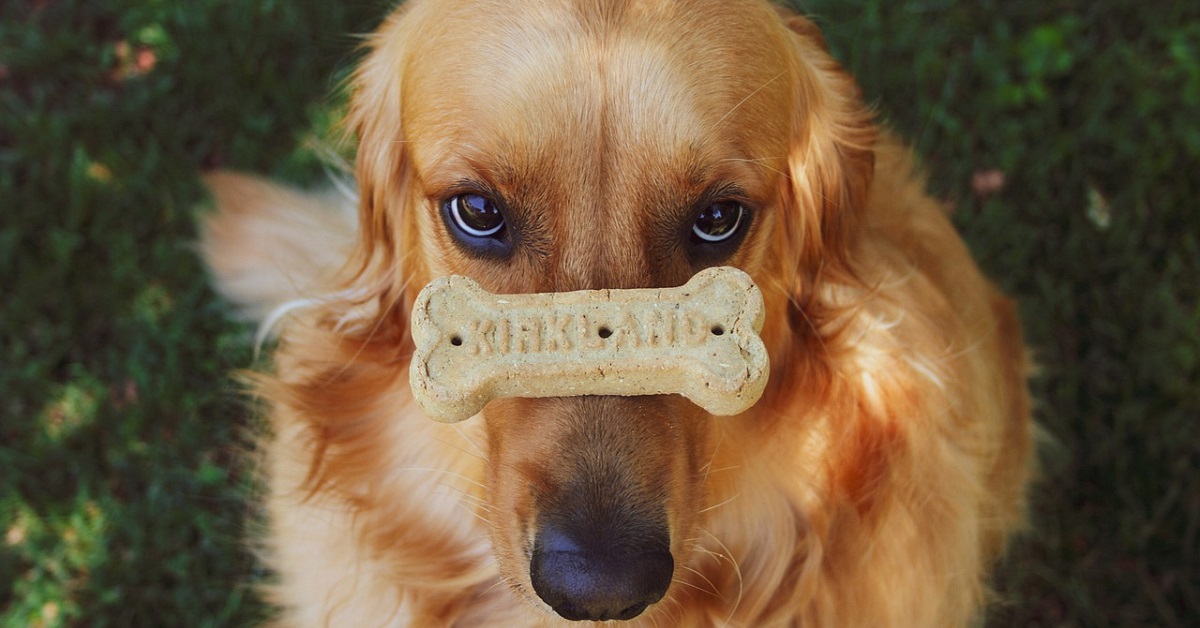 vivere con un Golden Retriever-biscotto