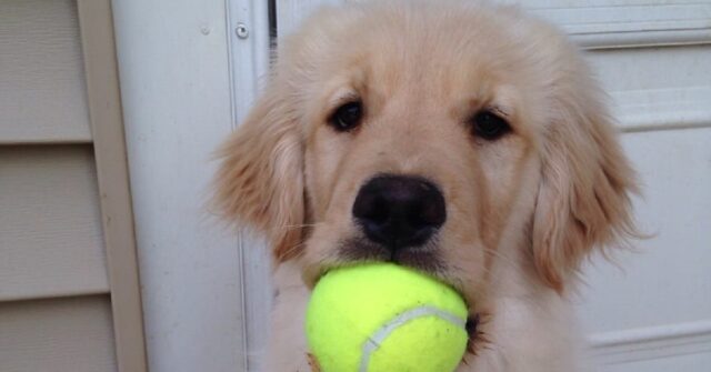 Vivere con un Golden Retriever: 10 foto riassunto