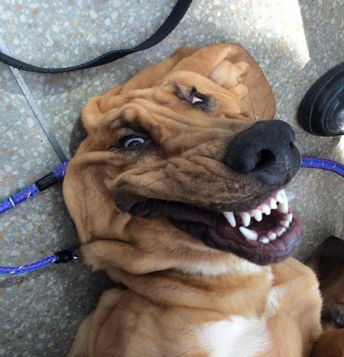 cane che sorride