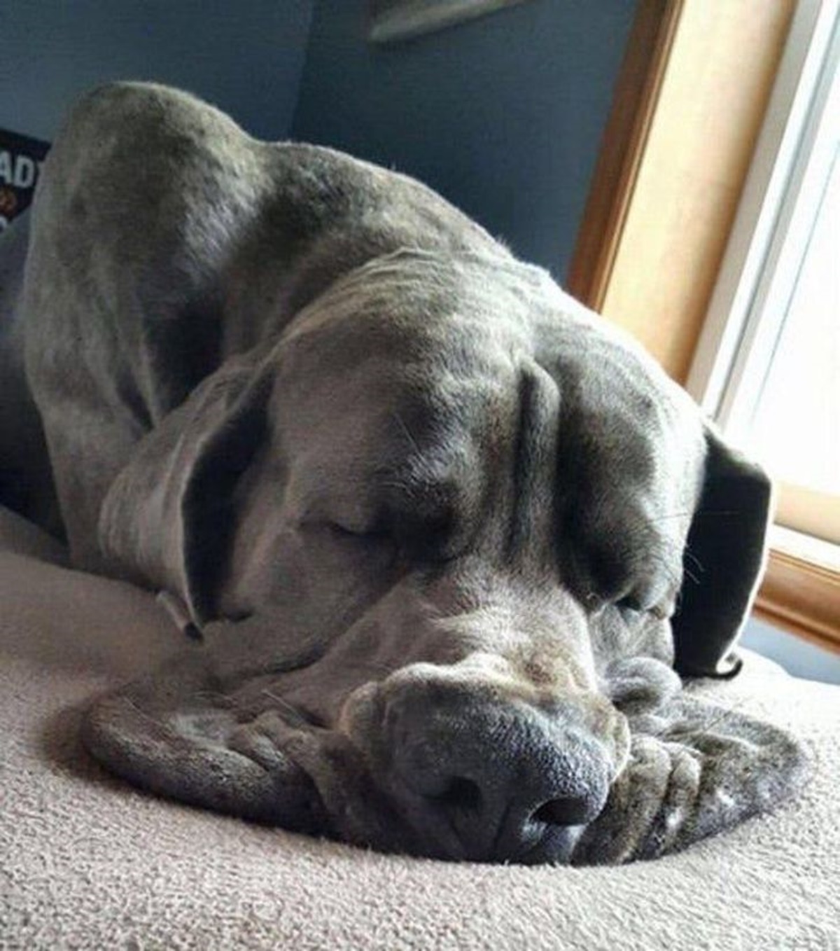 cane che dorme con muso a terra