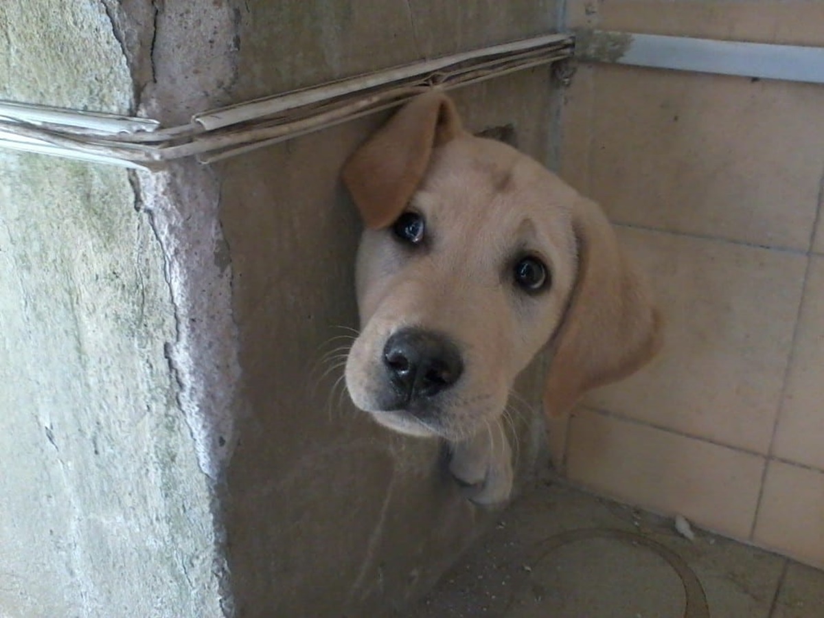 cane in unbuco del muro