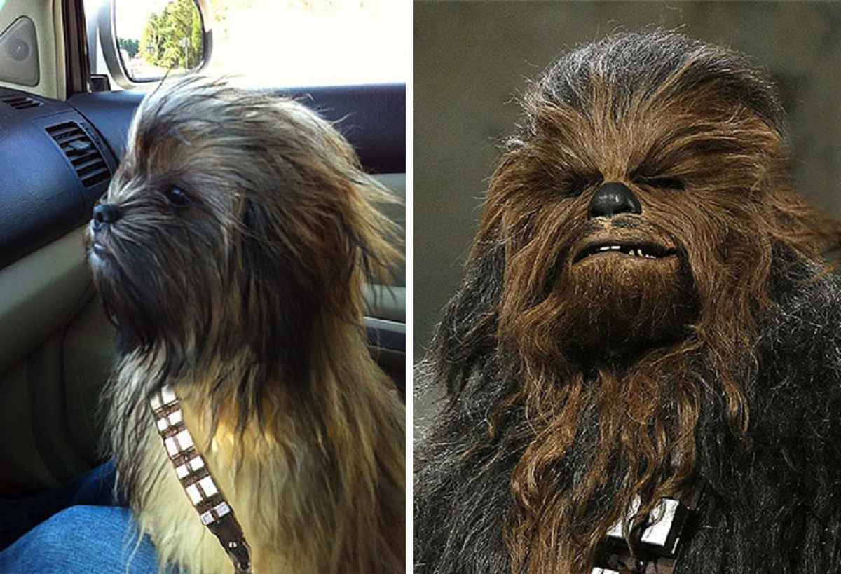 10 cani che somigliano ad altro-chewbacca