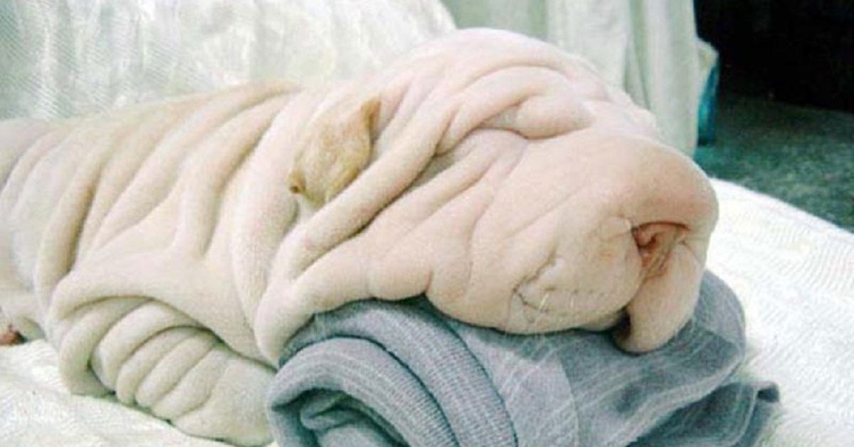 10 cani che somigliano ad altro-asciugamani
