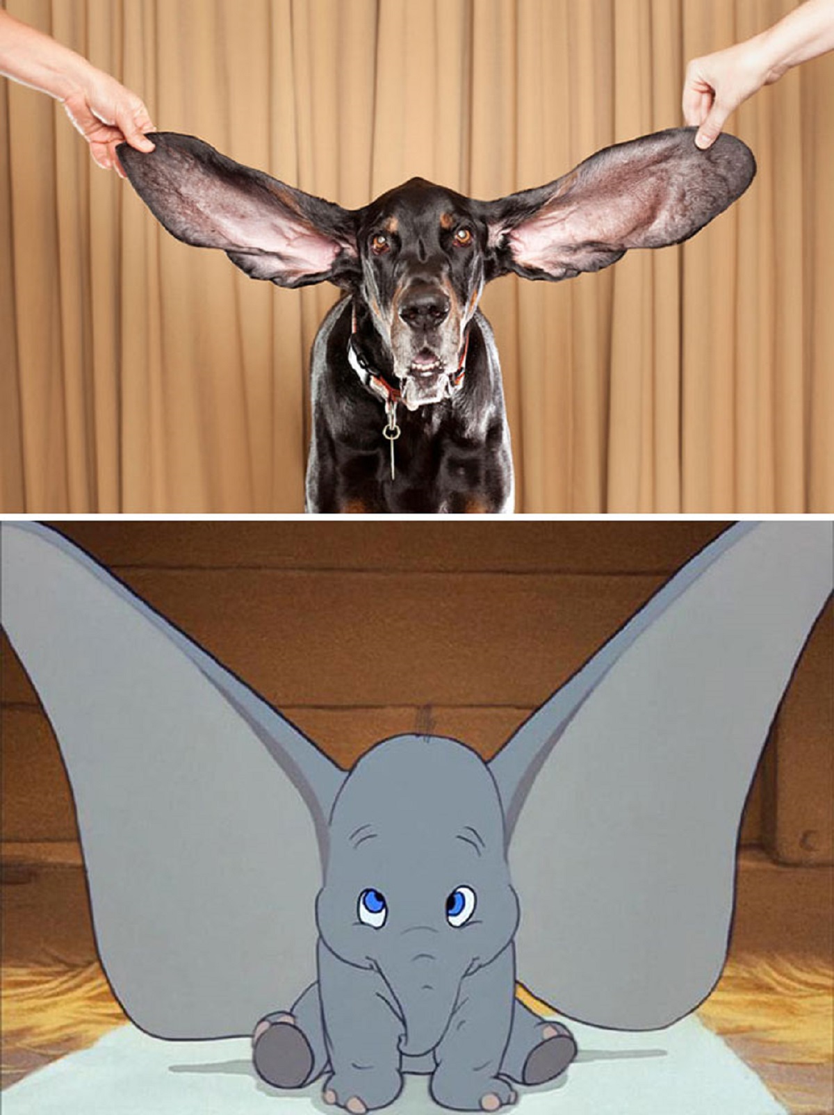 dumbo alternativo