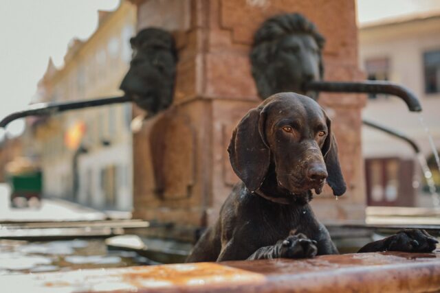 10 cose che possono essere responsabili dell’anemia nel cane