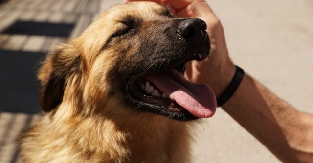 10 cose che potrebbero impedire al tuo cane di respirare bene