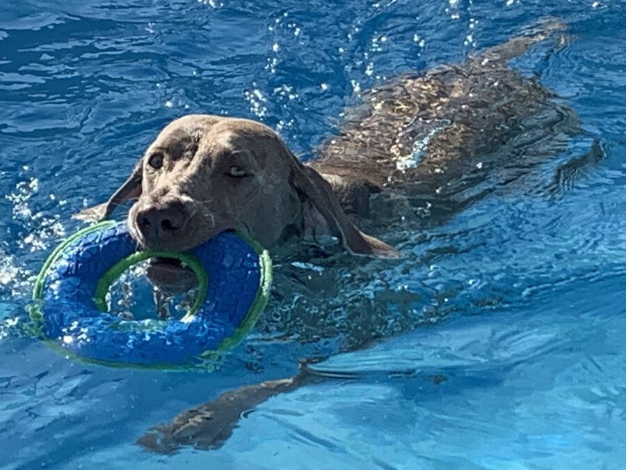 nuoto cane abilità