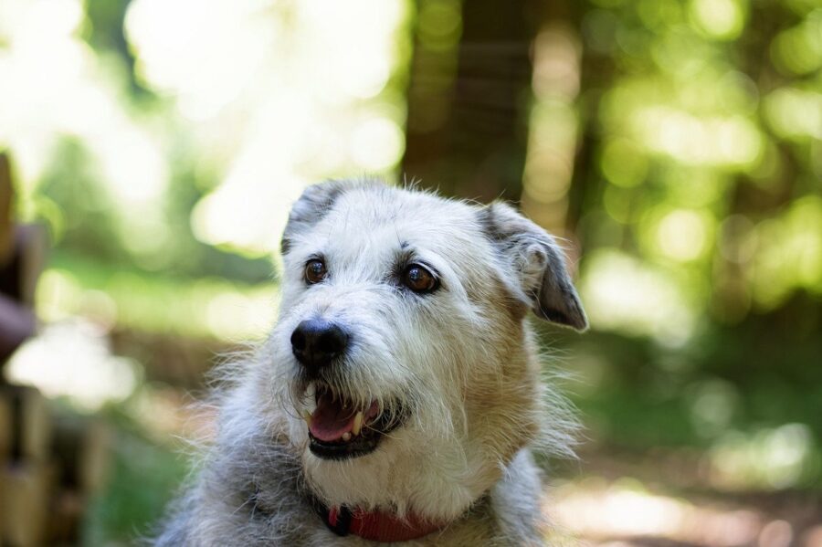 cane errori inconsapevoli